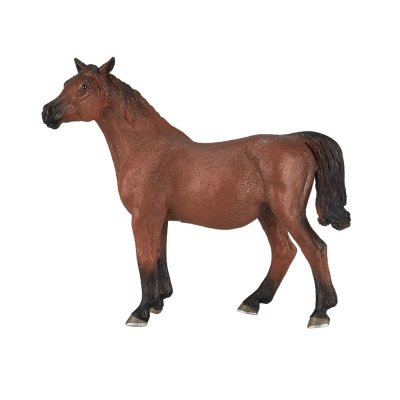 Mojo Arabian Mare Pregnant