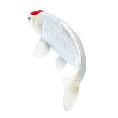 Mojo Kapor koi tancho