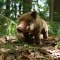 Rappa Peluche sanglier 30 cm ECO-FRIENDLY