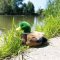 Rappa Pluche eend 20 cm ECO-FRIENDLY