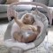 INGENUITY Espreguiçadeira Vibratória com Melodia Flora the Unicorn™ 0m+ até 9 kg