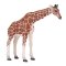 Mojo Giraffa femmina