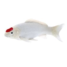 Mojo Karp koi tancho