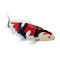 Mojo Carpa koi showa sanshoku