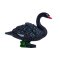 Mojo Cisne Negro