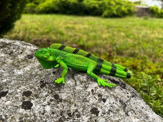 Mojo Iguana
