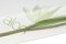 BABYMATEX Matratze Flora, 120x60x10