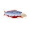 Mojo Carp koi asagi in a box