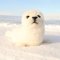 Rappa Peluche di foca 30 cm ECO-FRIENDLY