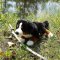 Rappa Plyschhund Berner Sennenhund liggande 44 cm ECO-FRIENDLY