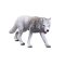 Mojo Arktischer Wolf