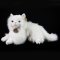Rappa Plush persian cat white 30 cm ECO-FRIENDLY