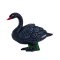 Mojo Cisne Negro