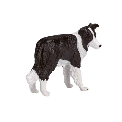 Mojo Border collie