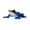 Mojo Dendrobates tinctorius