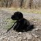 Rappa Câine de pluș labrador negru 25 cm ECO-FRIENDLY