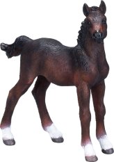 Mojo Hanoverian Foal Bay
