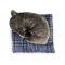 Rappa Plyschhund fransk bulldog liggande 23 cm ECO-FRIENDLY