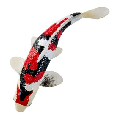 Mojo Carpa koi showa sanshoku