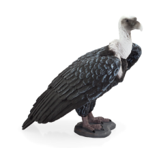 Mojo Sup bielogłowy