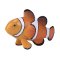Mojo Ocellaris Clownfish