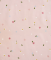 ERGOPOUCH Otulacz i śpiworek 2w1 Cocoon Daisies 6-12 m, 8-10 kg, 1 tog