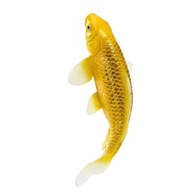 Mojo Carpa koi kin matsuba