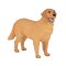 Mojo Golden Retriever