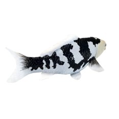 Mojo Kap Koi Shiro Utsuri