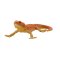 Mojo Agama