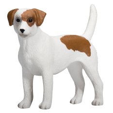 Mojo Jack Russell terrier