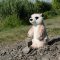 Rappa Suricata de peluche de pie 14 cm ECO-FRIENDLY