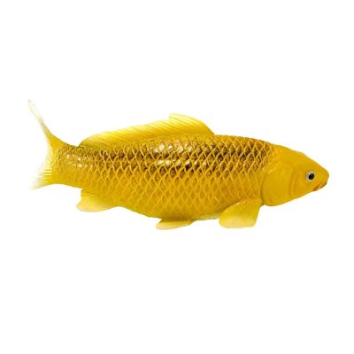 Mojo Carpa koi kin matsuba