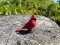 Mojo Cardeal Vermelho