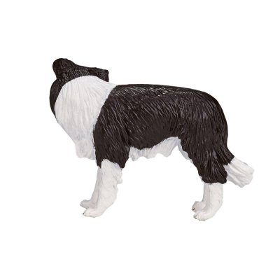 Mojo Border collie
