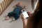 OWLET Owlet Smart Sock 3 - bleu-vert