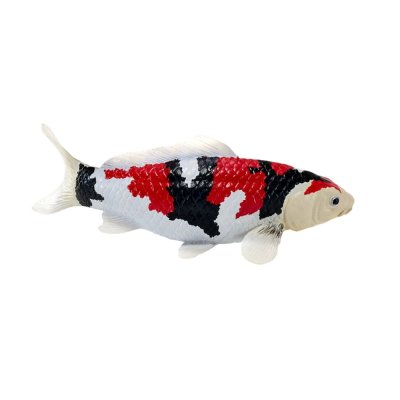 Mojo Carpa koi showa sanshoku