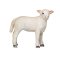 Mojo Romney Marsh Lamm stehend
