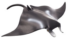 Mojo Raia manta