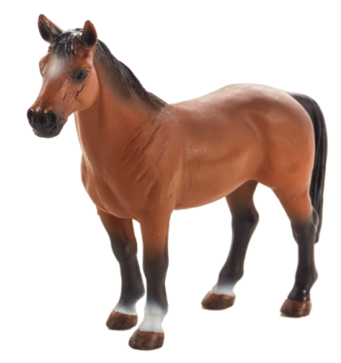 Mojo Trakehner Pferd