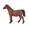 Mojo Arabian Mare Pregnant