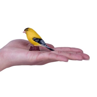 Mojo Stehlík americký v krabičke