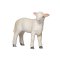 Mojo Romney Marsh Lamm stehend