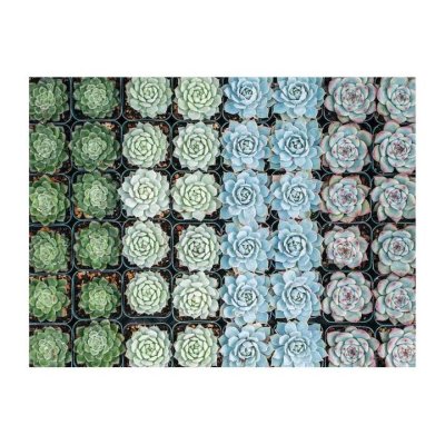 Galison Doppelseitiges Puzzle Sukkulenten 500 Teile