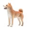 Mojo Pes shiba-inu
