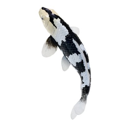 Mojo Kapr koi shiro utsuri