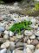 Mojo Iguana