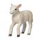 Mojo Romney Marsh Lamm laufend