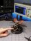 RoboTime 3D mehanska sestavljanka Hrošč nosorožec