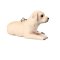 Mojo Nyckelring Golden Retriever valp